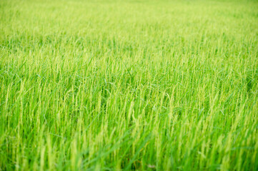 Green rice plants in the fields of farmers