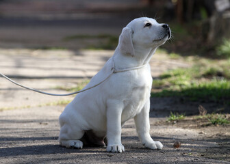 the yellow labrador in the park