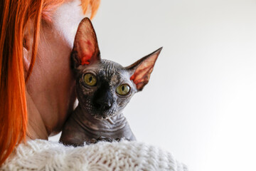 Grey Canadian mink point sphynx cat at home with her owner. Beautiful purebred hairless kitten....