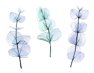 watercolor set of transparent colored eucalyptus leaves. delicate drawing in pastel colors, eucalyptus branches x-ray. vintage design element for wedding, cosmetics, perfumery.