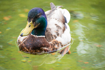 Colored duck male on green water