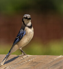 Blue jay 