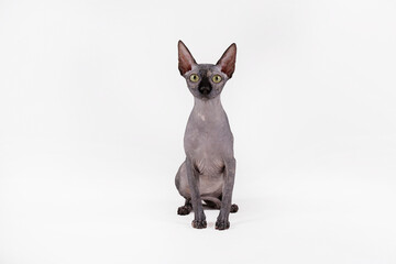 Close up portrait of Grey Canadian mink point sphynx cat. Beautiful purebred hairless kitty with yellow eyes. Natural light. Close up, copy space, isolated white background.