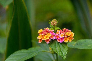 Lantana camara (common lantana) pink and yellow flower