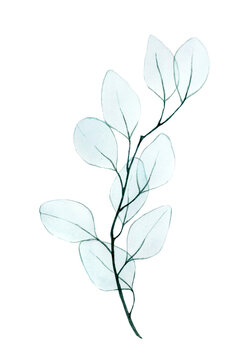 watercolor drawing, twig with eucalyptus leaves transparent, x-ray. gentle drawing in pastel colors of eucalyptus leaves isolated on a white background. design element for wedding, postcard, poster. 