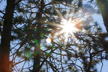 Sunrays Seen Through Evergreens © Richard