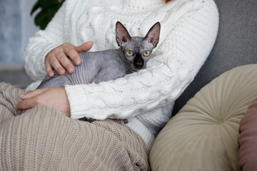 Grey Canadian mink point sphynx cat at home with her owner. Beautiful purebred hairless kitten....
