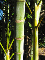 Obraz premium Tropical Palm Tree branches in sunny day begining the summer season, it has some beautifull colors