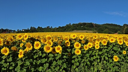 Sonnenblumenfeld im Juli in Nordhessen