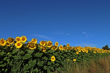 Sonnenblumenfeld im Juli in Nordhessen