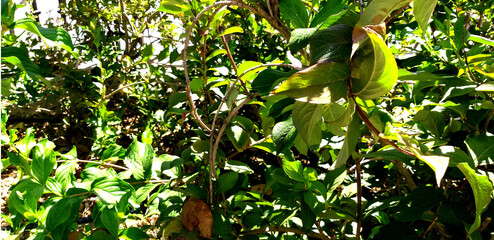 naturaleza 