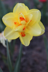 Big beautiful yellow daffodil flower. Early spring