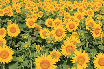 Fototapeta na wymiar sunflowers in a field