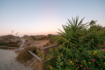 sand bank, nature reserve, sand dunes, palm plants, wild flowers, pathway, fence, background, sunrise, calm