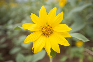 sunflowers in a field