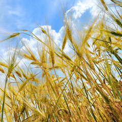 Obraz premium Ears of wheat against the blue sky.