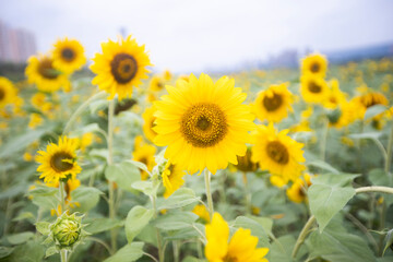 Fototapeta premium sunflowers in a field