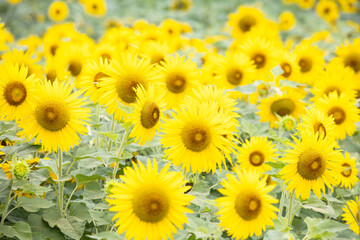 sunflowers in a field