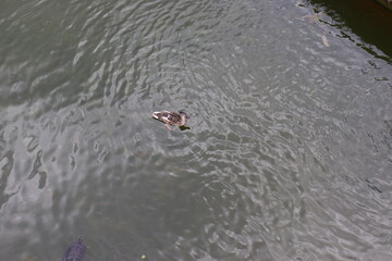 Turtle and duck in the same frame