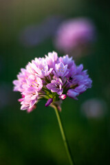 Close up of flowering garlic flower. Beautiful garlic flower blossom, at springtime background. Blurred blackground.