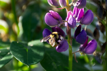 Busy Bee Collecting Pollen from Lupins