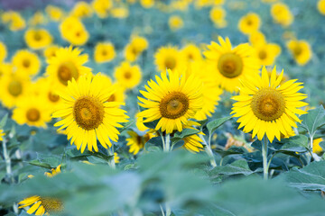 Obraz premium sunflowers in a field