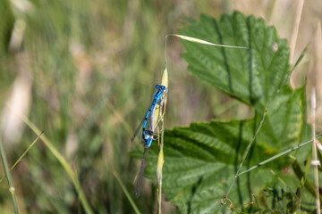 Detalle de insecto azul