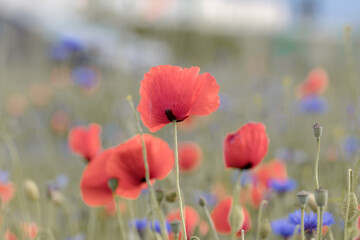 Naklejka premium Field of poppies with natural sunlight