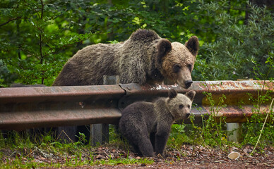 Brown bear female with cubs at roadside