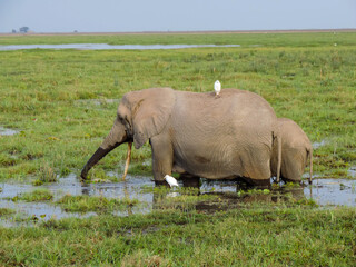 Elefantes dándose un baño © cye_photography