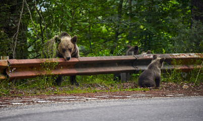 Brown bear female with cubs at roadside