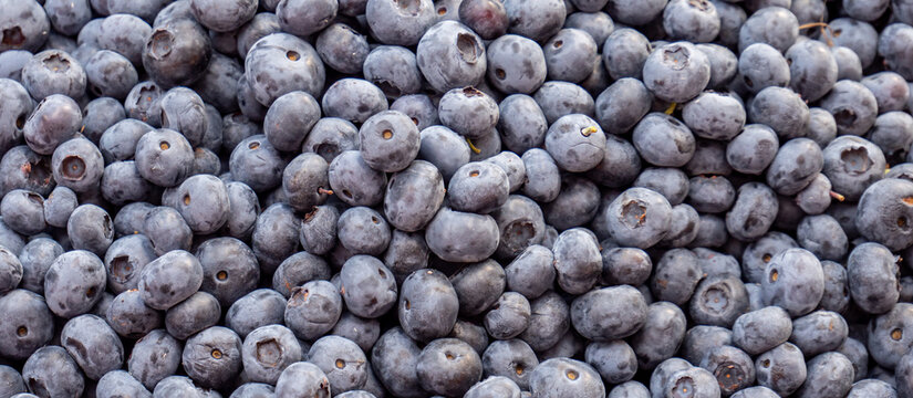 blueberries panorama texture Background image