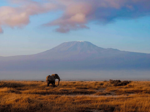 Elefante y Kilimanjaro al atardecer