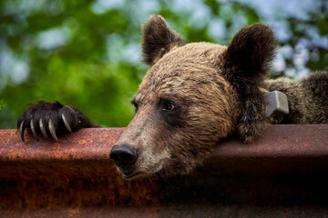 Brown bear female at the roadside