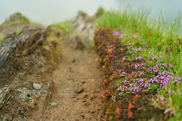Mountain trail in the mist