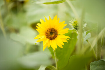 sunflowers in a field