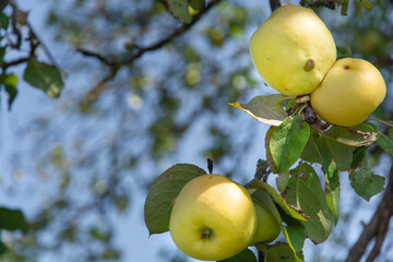 sour yellow apples Antonovka on a branch