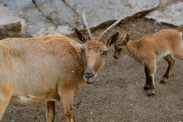 mountain goat family
