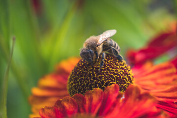 A nectar-stained bee sits in the round center of a red flower