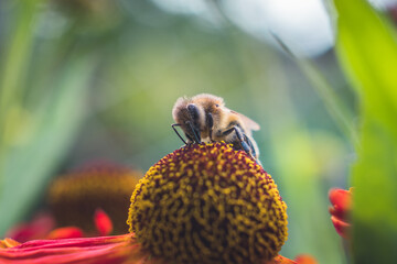 A nectar-stained bee sits in the round center of a red flower