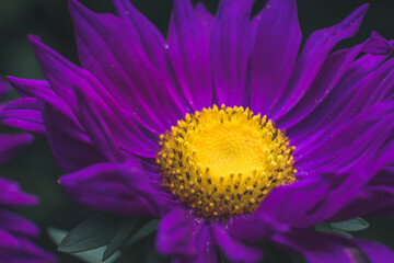 Purple flower with yellow center