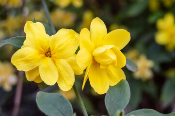 Fototapeta premium pair of yellow greater celandine flowers