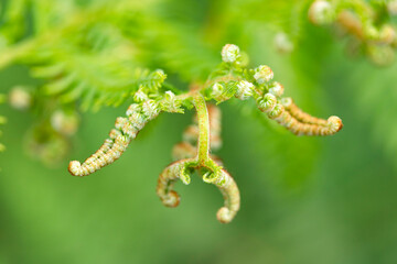 Green close up background of fern
