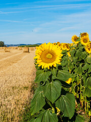 Common sunflower fields (Helianthus annuus)