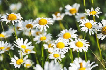 field of daisies