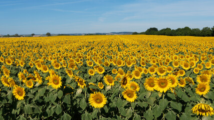 Magnificent landscape of common sunflowers field (Helianthus annuus) in the plains and hills of Limagne in Auvergne in the heat of summer