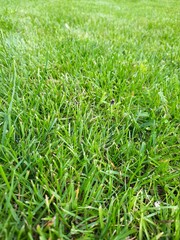 green grass background