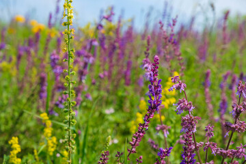 Obraz premium Bright purple wildflowers on the meadow on a sunny day.