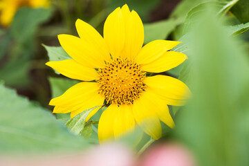 sunflowers in a field