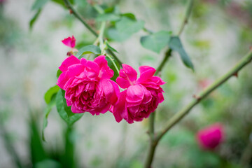 Fototapeta premium Rosa
